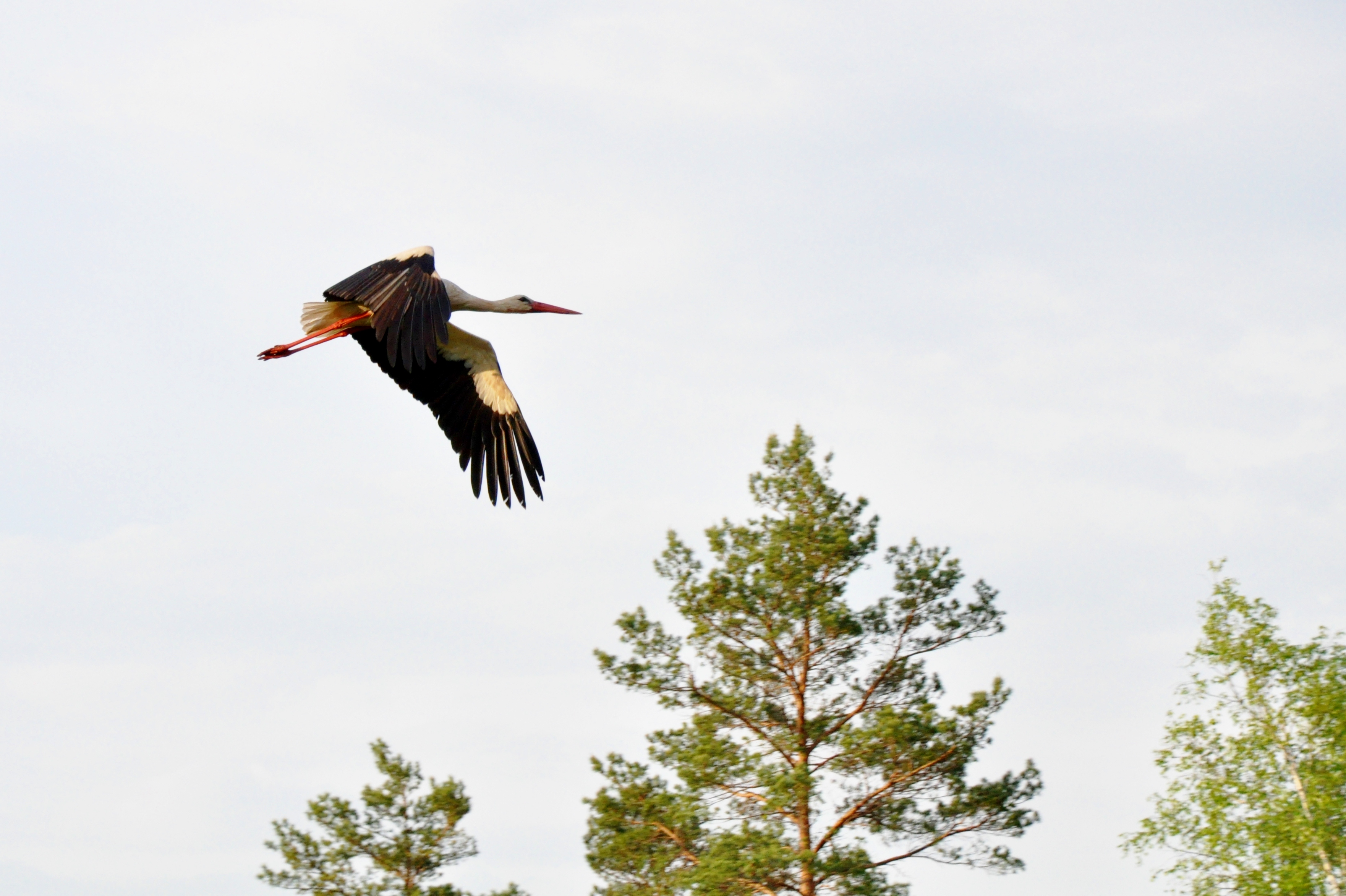 Lietuva 4: Stork-Spotting
