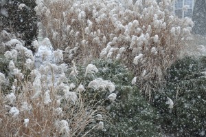 frosted grass