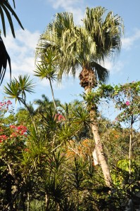 palm trees and sunshine
