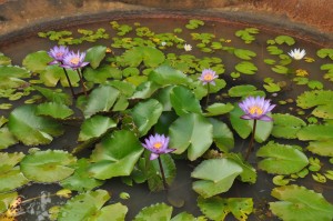 waterlilies at Body Pond Too