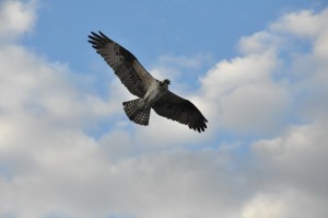 osprey overhead