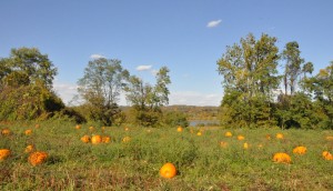 pumpkins and the Ohio River